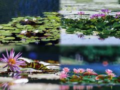 -上海辰山植物园