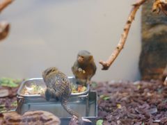 -阿提斯皇家动物园