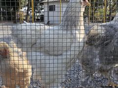 -苏州太湖西山岛开心农场