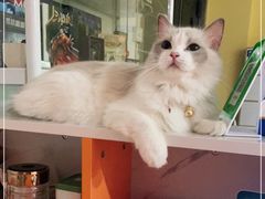 -Bastet sally猫舍购宠(静安店)