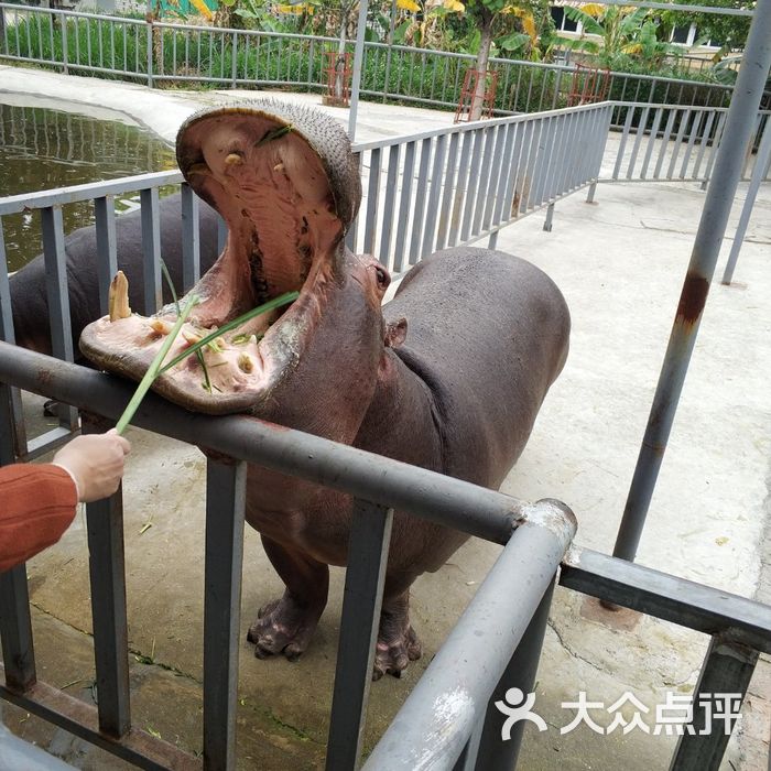 東莞香市動物園