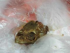 -帅府街兔头(大同古城店)