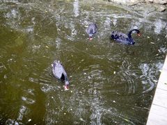 -长白岛森林公园