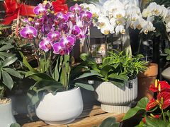 -循礼门鲜花花市(武汉循礼门店)