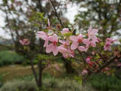 -天适樱花悠乐园