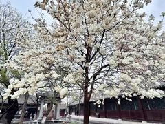 -护国法轮寺