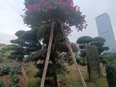 -南宁南湖公园
