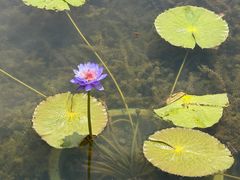 -云溪植物园