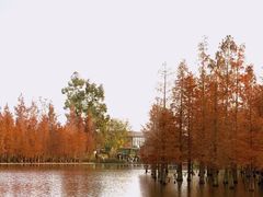 -白鹭湾湿地公园