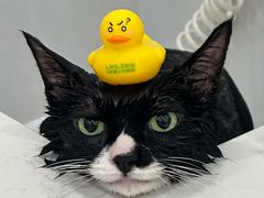 -老吴的猫·猫舍(新区店)