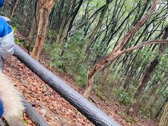 -苏州上方山国家森林公园