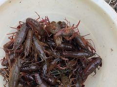 -同銮特种养殖场·龙虾垂钓