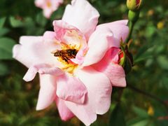 -南宁良凤江国家森林公园