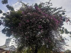 -槟城街头艺术街区