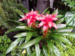 -秦美花卉(天朗·莱茵小城2期店)