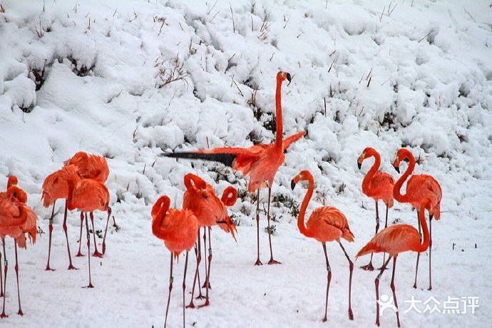 火红与雪白