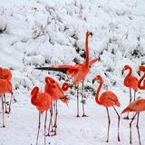 火红与雪白