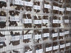 -茶颜悦色(嘉顿一楼吉时赏味游园会店)