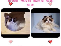 -青奢宠物·青奢猫舍