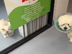 -宠物星动物医院·眼科·异宠·猫科(江南大道总院)