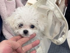 -派美特宠物医院·核磁CT·骨科肿瘤·疑难转诊(沈农禾丰店)
