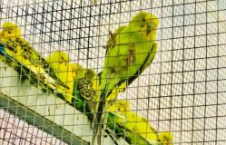 -萌宠亲子动物乐园(槐房万达店)