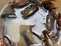 -同銮特种养殖场·龙虾垂钓