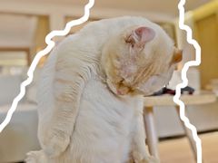 -猫腻·猫咖·撸猫馆(星光大道店)