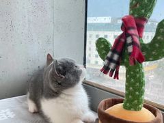 -lincat·猫舍(广州店)
