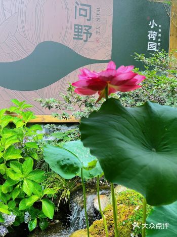 惟有绿荷红菡萏，美食搭配莲花伴