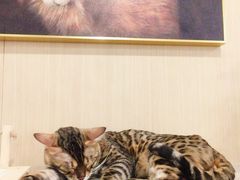 -飞行喵MR PILOT|猫舍·猫咖(静安大融城店)