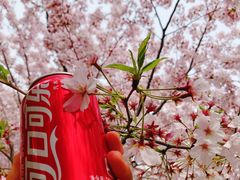 -高东镇樱花园