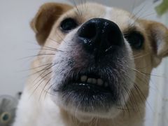 -怪兽屋·羊驼·猫咖·狗咖(俊华广场店)