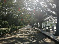 -大湾区中央湿地公园