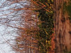 -黄海国家森林公园