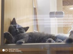 -屋虎猫馆(宝安大仟里店)