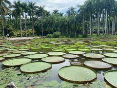 -中国科学院西双版纳热带植物园