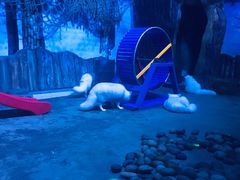 -芜湖新华联大白鲸海洋公园