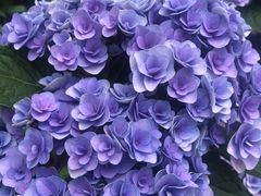 -上海滨江森林公园