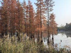 -白鹭湾湿地公园