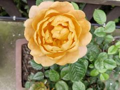 -国生茶庄·地道农家菜团建活动