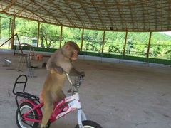 -横道河子东北虎林园