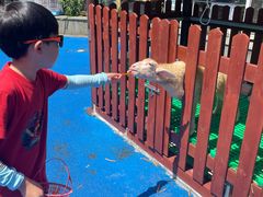 -上海崇明金茂凯悦酒店