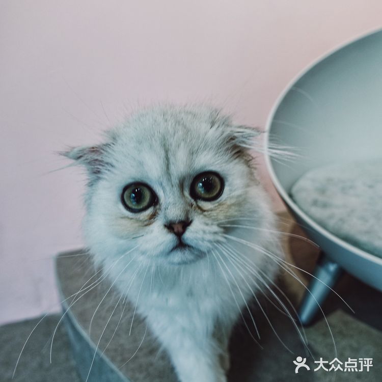 七宝附近一家玩乐美容一应俱全宠物酒店