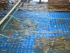 -四海蒸鲜蒸汽海鲜自助(北戴河店)