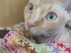 -瑞派长江宠物医院·猫科·外科·24小时夜护(谊城公寓分院)
