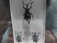 -上海昆虫博物馆