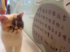 -平行世界·猫咖(首经贸店)