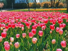 -大宁郁金香公园-停车场