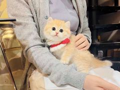 -欣宠猫屋·矮脚拿破仑·蓝金金渐层